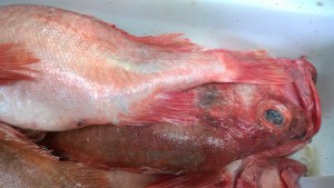 ATLANTIC RED BREAM TWO