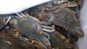 BLUE CRAB