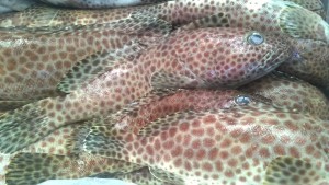 spotted grouper