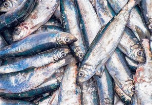 herring