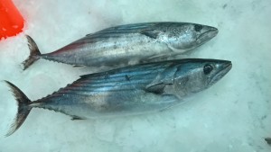 bullet-tuna-three
